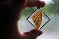 Beautiful romantic butterfly wing in resin Royalty Free Stock Photo