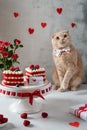 Beautiful romantic composition. St. Valentines Day presents. Cat with bow tie sitting near cakes in heart shapes. Poster, greeting
