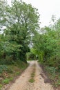 Beautiful romantic country road in Istria, Croatia.