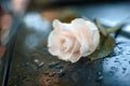 Beautiful Romantic Decor with White Dewy Rose.