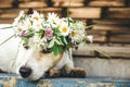 Beautiful, romantic dog Jack Russel in a wreath of flowers lies on a bench