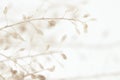 Beautiful romantic elegant beige color dried little flowers buds with branches macro