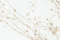 Beautiful romantic elegant beige color dried little flowers round buds with branches macro