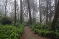 Beautiful romantic fairy forest in fog Royalty Free Stock Photo