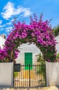 Summer flowers bougainvillea at garden entrance of mediterranean house Royalty Free Stock Photo