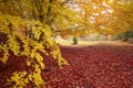 Beautiful romantic forest with colorful trees and sunlight. autumn  background Royalty Free Stock Photo