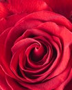 Beautiful and romantic one rose macro view, wallpapper and pattern.