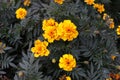 Beautiful romantic orange flower with green leaves