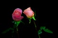 Pair of romantic light pink roses on dark background Royalty Free Stock Photo