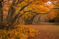 Beautiful romantic park with colorful leaves. Autumn natural background