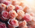 beautiful romantic pink roses flowers Royalty Free Stock Photo