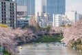 The beautiful romantic scenery of Chidorigafuchi Park during Sakura or Cherry Blossom Full Blooming, Tokyo Japan