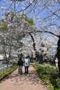 The beautiful romantic scenery of Chidorigafuchi Park during Sakura or Cherry Blossom Full Blooming, Tokyo Japan