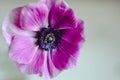 Beautiful romantic spring flower anemone macro on a white background