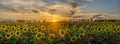 Beautiful, romantic sunset over a field of blooming sunflowers Royalty Free Stock Photo