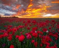 romantic sunset over a poppy meadow Royalty Free Stock Photo