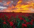 Romantic sunset over a poppy meadow Royalty Free Stock Photo