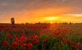 Romantic sunset over a poppy meadow Royalty Free Stock Photo