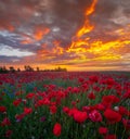Romantic sunset over a poppy meadow Royalty Free Stock Photo