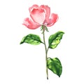 Beautiful romantic tender red, pink rose, single flower with leaf isolated, hand drawn watercolor illustration on Royalty Free Stock Photo