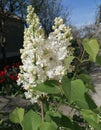 A beautiful romantic terry lilac is called lilac in Persian, a spring bouquet is a gift to your beloved