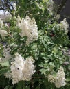 A beautiful romantic terry lilac is called lilac in Persian, a spring bouquet is a gift to your beloved