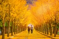 Beautiful romantic walkway ginkgo tree tunnel in the autumn season, South Korea