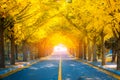 Beautiful romantic walkway ginkgo tree tunnel in the autumn season, South Korea