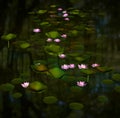 Romantic flower background with water lilies