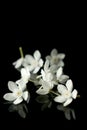 Beautiful Rombusa flowers isolated on black background