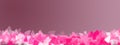 Beautiful romence concept banner with space for text. Abstract pink background Royalty Free Stock Photo