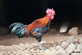 Beautiful rooster