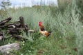 Beautiful rooster bred on the ground in the Moldova countryside.