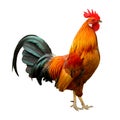 Beautiful rooster Royalty Free Stock Photo