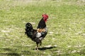 A beautiful rooster cock on the lawn