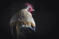 beautiful rooster in the dark back view Royalty Free Stock Photo