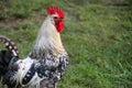 A beautiful rooster at the farm on the green grass.