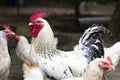 Beautiful rooster in a farmyard with white chickens