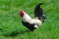 Beautiful rooster flaunting on the meadow