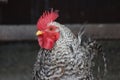 Beautiful rooster hen bird crest feathers beak eggs