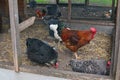 Beautiful rooster and hens in cage on farm Royalty Free Stock Photo