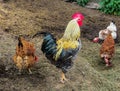 A beautiful rooster with hens is looking for food in a pile of old straw