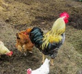 A beautiful rooster with hens is looking for food in a pile of old straw