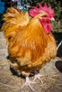 Beautiful Rooster