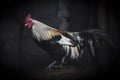 beautiful rooster portrait in chicken coop