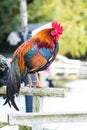 Beautiful rooster portrait. Colorful chicken.