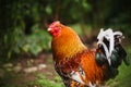 A beautiful rooster with a red scallop on a summer day in nature