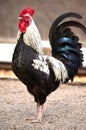 Beautiful rooster