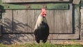 Beautiful rooster standing in front of the huge door