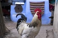 Beautiful rooster standing in the yard in the countryside